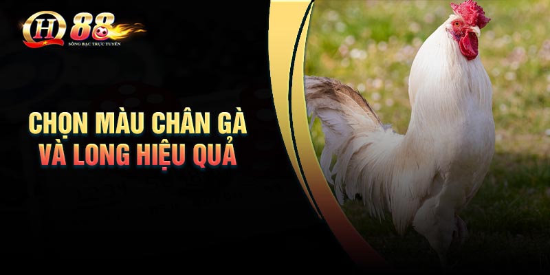 chon-mau-chan-ga-va-long-hieu-qua-nhat chon-mau-chan-ga-va-long-hieu-qua-nhat
