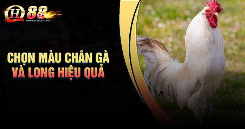 chon-mau-chan-ga-va-long-hieu-qua-nhat
